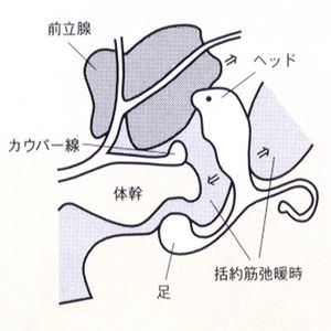 Enemagra Prostater Saddle 馬鞍前列腺按摩器