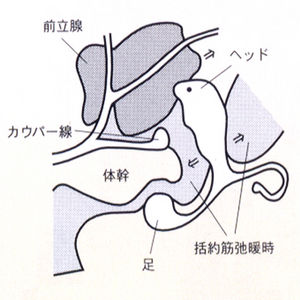 Enemagra Prostater Dolphin 海豚前列腺按摩器
